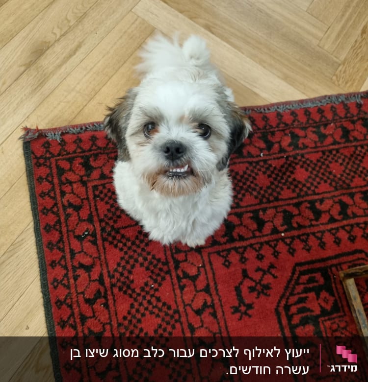 כלב קטן עומד על שטיח אדום ומביט למעלה